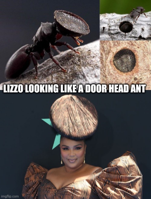 Door head ant | LIZZO LOOKING LIKE A DOOR HEAD ANT | image tagged in lizzo,nature,funny memes,animals to humans,celebrity | made w/ Imgflip meme maker