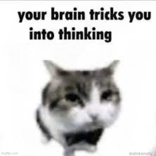 Wowie | image tagged in cat,oh wow are you actually reading these tags,say that again i dare you | made w/ Imgflip meme maker