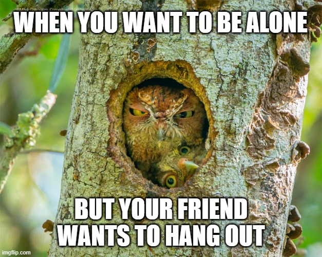 just leave me alone | WHEN YOU WANT TO BE ALONE; BUT YOUR FRIEND WANTS TO HANG OUT | image tagged in owls,antisocial,friends,friendship | made w/ Imgflip meme maker