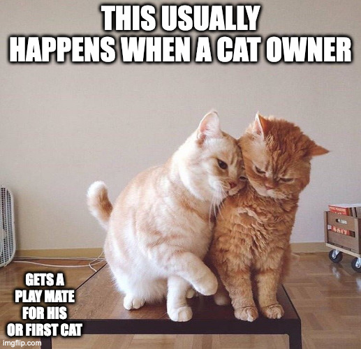 Cats Enjoying Each Other | THIS USUALLY HAPPENS WHEN A CAT OWNER; GETS A PLAY MATE FOR HIS OR FIRST CAT | image tagged in cats,memes | made w/ Imgflip meme maker