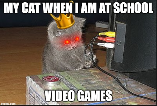 I want to video game | MY CAT WHEN I AM AT SCHOOL; VIDEO GAMES | image tagged in i want to video game | made w/ Imgflip meme maker