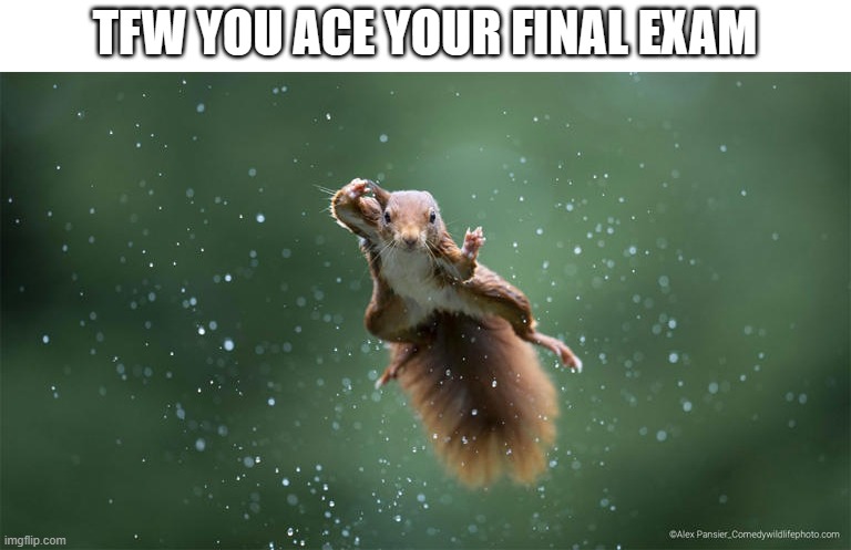 flying high | TFW YOU ACE YOUR FINAL EXAM | image tagged in squirrel,exam,tfw | made w/ Imgflip meme maker
