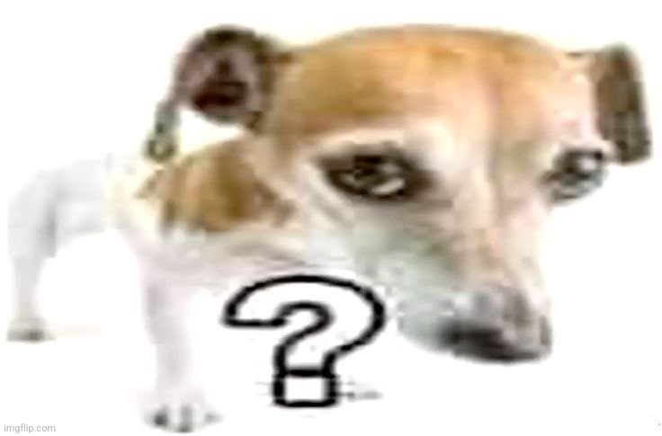 Question mark Jack Russell terrier | image tagged in question mark jack russell terrier | made w/ Imgflip meme maker
