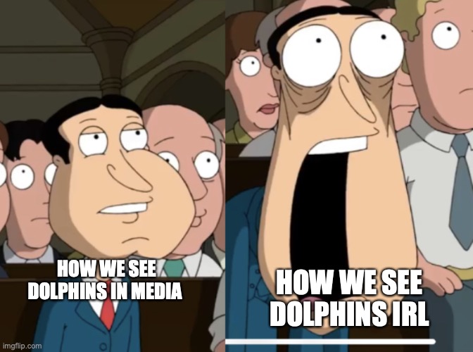 huh | HOW WE SEE DOLPHINS IRL; HOW WE SEE DOLPHINS IN MEDIA | image tagged in quagmire in shock,quagmire | made w/ Imgflip meme maker