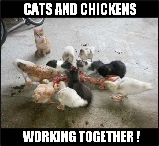 The Mysterious Disappearance Of The Farmer ! | CATS AND CHICKENS; WORKING TOGETHER ! | image tagged in cats,chickens,farmer,mystery | made w/ Imgflip meme maker