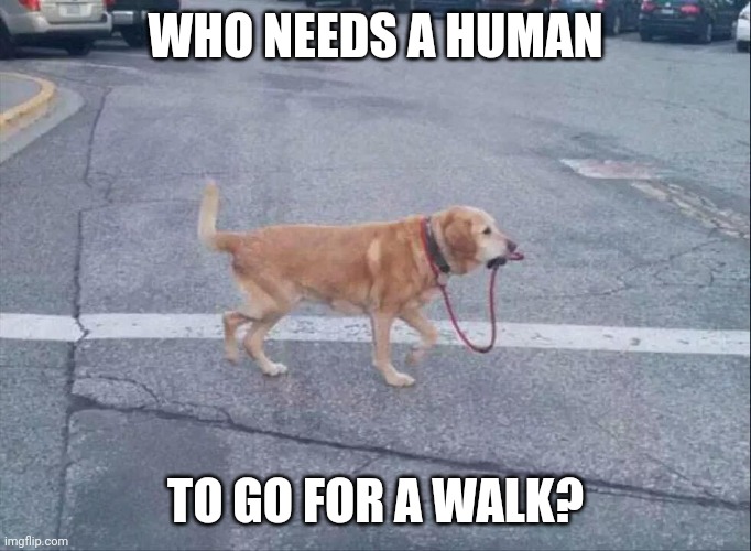 dog walking himself | WHO NEEDS A HUMAN; TO GO FOR A WALK? | image tagged in dog walking himself | made w/ Imgflip meme maker