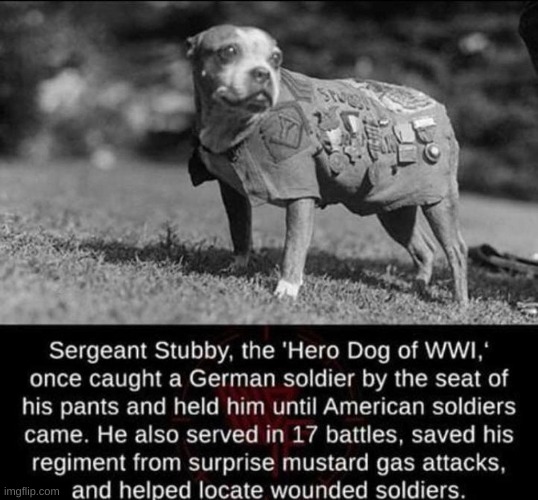 THIS DOG SAVED FRANCE AND AMERICA AT THE SAME TIME | image tagged in buffdoge,sigmadog | made w/ Imgflip meme maker