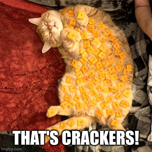 cat n crackers | THAT'S CRACKERS! | image tagged in cat n crackers | made w/ Imgflip meme maker