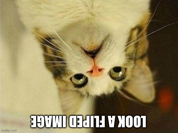 comidy | LOOK A FLIPED IMAGE | image tagged in memes,scared cat | made w/ Imgflip meme maker