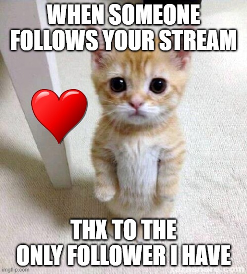 Cute Cat | WHEN SOMEONE FOLLOWS YOUR STREAM; THX TO THE ONLY FOLLOWER I HAVE | image tagged in memes,cute cat | made w/ Imgflip meme maker