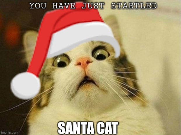 holiday cat | YOU HAVE JUST STARTLED; SANTA CAT | image tagged in santa claus,scared cat,suprise cat,santa cat | made w/ Imgflip meme maker