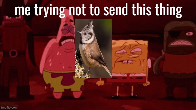 spongebob try not to | me trying not to send this thing | image tagged in spongebob try not to | made w/ Imgflip meme maker