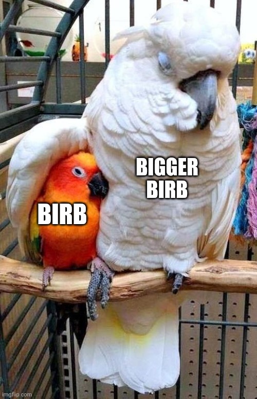 Birb | BIGGER BIRB; BIRB | image tagged in big bird comforting small bird,birb,memes,funny,birds | made w/ Imgflip meme maker
