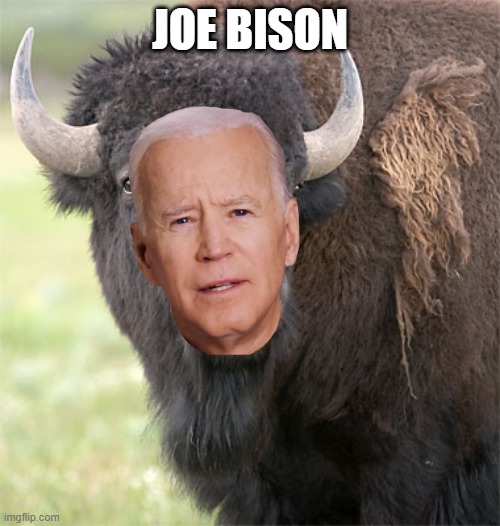 joe bison | JOE BISON | image tagged in bison,joe biden | made w/ Imgflip meme maker