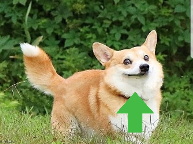 OK Boomer Corgi | image tagged in ok boomer corgi | made w/ Imgflip meme maker