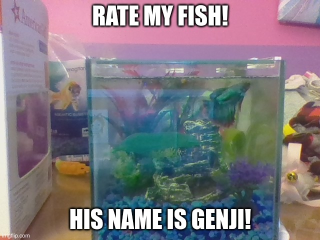 he's my early christmas pwezzy:3 | RATE MY FISH! HIS NAME IS GENJI! | image tagged in fish,overwatch | made w/ Imgflip meme maker