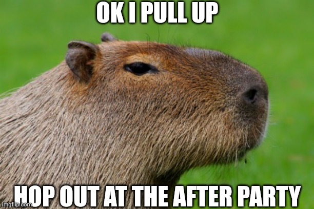 Capybara my beloved | OK I PULL UP; HOP OUT AT THE AFTER PARTY | image tagged in anonymous capybara | made w/ Imgflip meme maker