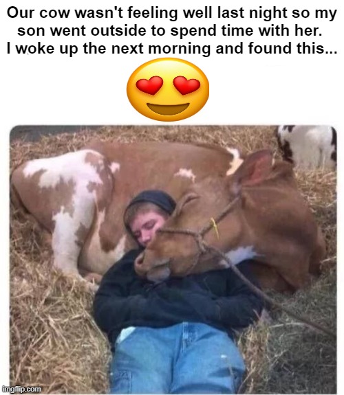 Animal love | Our cow wasn't feeling well last night so my
son went outside to spend time with her. 
I woke up the next morning and found this... | image tagged in fun,cow,cowboy wisdom,animal,love,wholesome | made w/ Imgflip meme maker