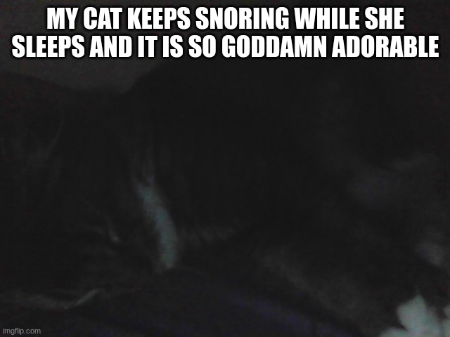 MY CAT KEEPS SNORING WHILE SHE SLEEPS AND IT IS SO GODDAMN ADORABLE | image tagged in cat | made w/ Imgflip meme maker