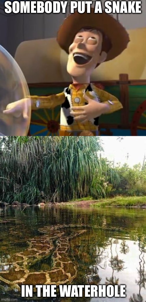 So this thing happened | SOMEBODY PUT A SNAKE; IN THE WATERHOLE | image tagged in woody laugh,snake in pond,snake,poisoned,waterhole | made w/ Imgflip meme maker