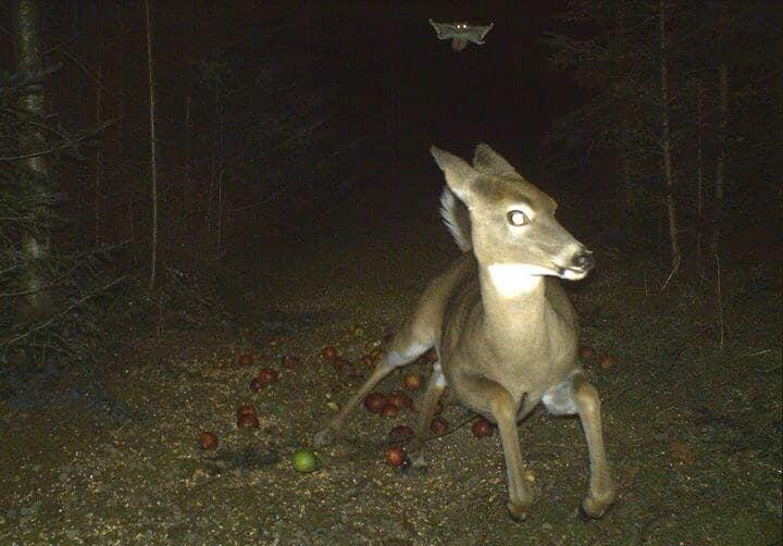 Deer Running from Bat Blank Meme Template
