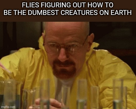 Can you think of a dumber being? | FLIES FIGURING OUT HOW TO BE THE DUMBEST CREATURES ON EARTH | image tagged in walter white cooking | made w/ Imgflip meme maker