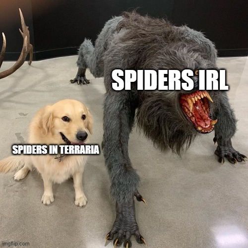 spiders in terraria | SPIDERS IRL; SPIDERS IN TERRARIA | image tagged in good dog scary dog | made w/ Imgflip meme maker