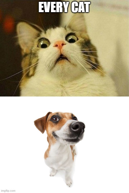 Scared Cat Meme | EVERY CAT | image tagged in memes,scared cat | made w/ Imgflip meme maker