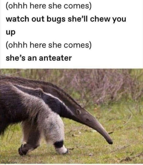 Anteater | image tagged in man eater,ants | made w/ Imgflip meme maker