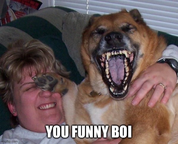 laughing dog | YOU FUNNY BOI | image tagged in laughing dog | made w/ Imgflip meme maker