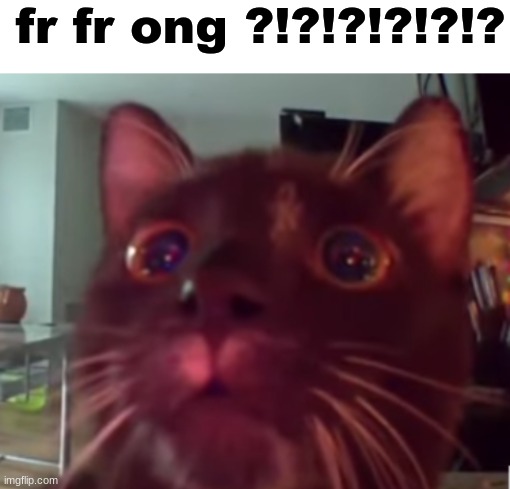 ong? | fr fr ong ?!?!?!?!?!? | image tagged in memes,shitpost,cats,msmg,oh wow are you actually reading these tags,you have been eternally cursed for reading the tags | made w/ Imgflip meme maker