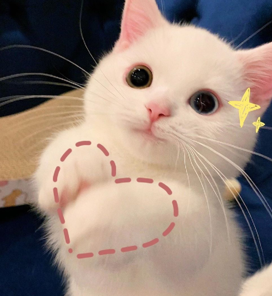 Heart cat Blank Meme Template