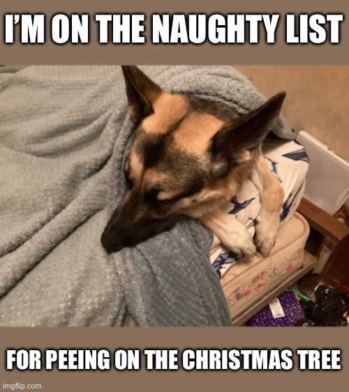 I’M ON THE NAUGHTY LIST; FOR PEEING ON THE CHRISTMAS TREE | image tagged in dog | made w/ Imgflip meme maker