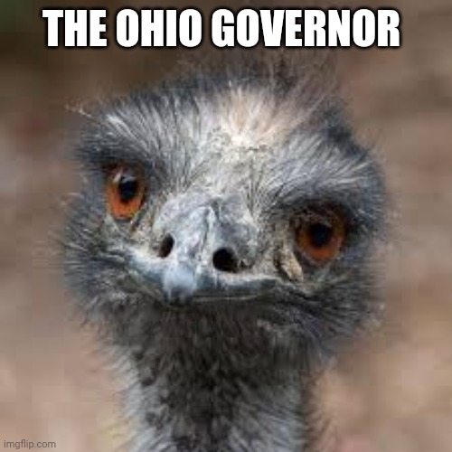 Memez | THE OHIO GOVERNOR | image tagged in birds | made w/ Imgflip meme maker