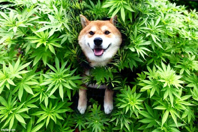 weed doge | image tagged in weed doge | made w/ Imgflip meme maker