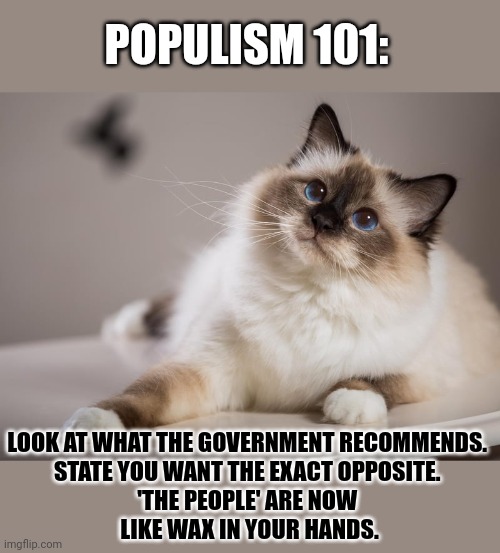 This #lolcat wonders how to easily become a populist. | POPULISM 101:; LOOK AT WHAT THE GOVERNMENT RECOMMENDS. 
STATE YOU WANT THE EXACT OPPOSITE. 
'THE PEOPLE' ARE NOW 
LIKE WAX IN YOUR HANDS. | image tagged in populism,we the people,manipulation,gullible,lolcat,think about it | made w/ Imgflip meme maker