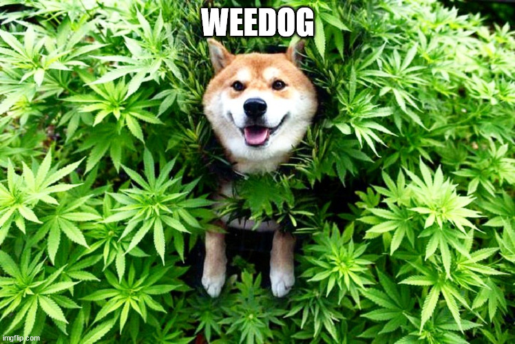 weed doge | WEEDOG | image tagged in weed doge | made w/ Imgflip meme maker