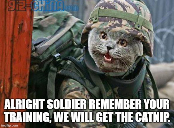 RANDOM CAT THING | ALRIGHT SOLDIER REMEMBER YOUR TRAINING, WE WILL GET THE CATNIP. | image tagged in army cat | made w/ Imgflip meme maker