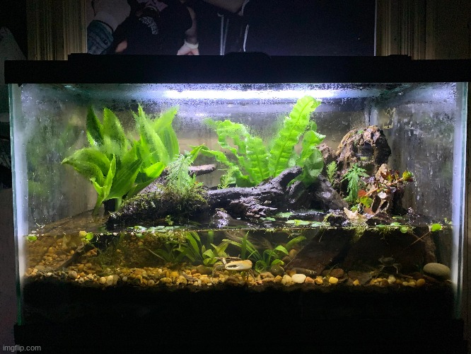 A fiddler crab planted tank I saw on reddit. Don't worry, it's brackish so the crab is fine. Really wonder what plants there are | image tagged in crab,aquarium | made w/ Imgflip meme maker