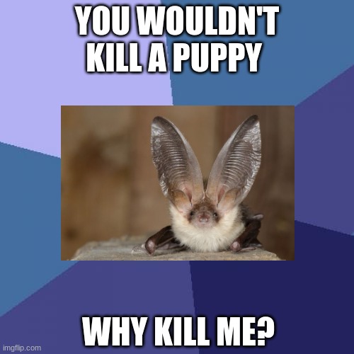 lo,l | YOU WOULDN'T KILL A PUPPY; WHY KILL ME? | image tagged in memes,success kid | made w/ Imgflip meme maker