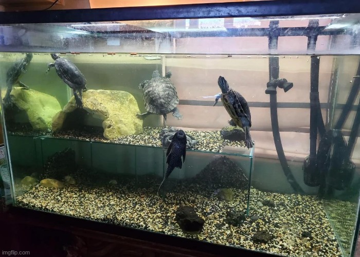 This would be a great turtle tank if they didn't overshoot the water level lol... | image tagged in aquarium | made w/ Imgflip meme maker