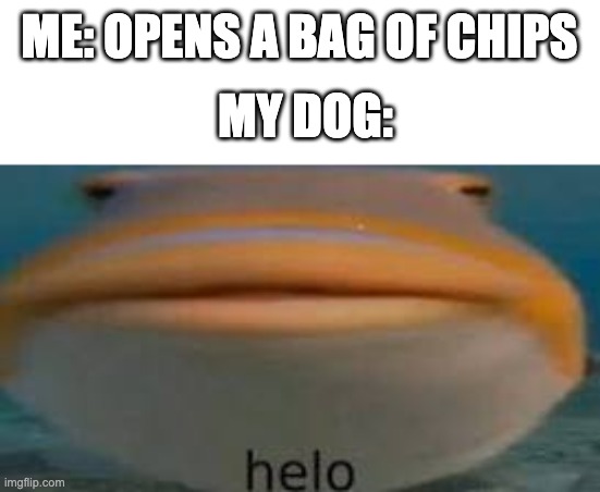 facts though | ME: OPENS A BAG OF CHIPS; MY DOG: | image tagged in helo | made w/ Imgflip meme maker