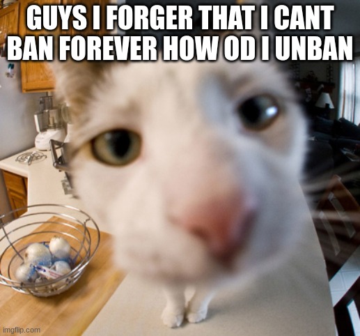 nvm i got it :D | GUYS I FORGER THAT I CANT BAN FOREVER HOW OD I UNBAN | image tagged in cat close to camera | made w/ Imgflip meme maker