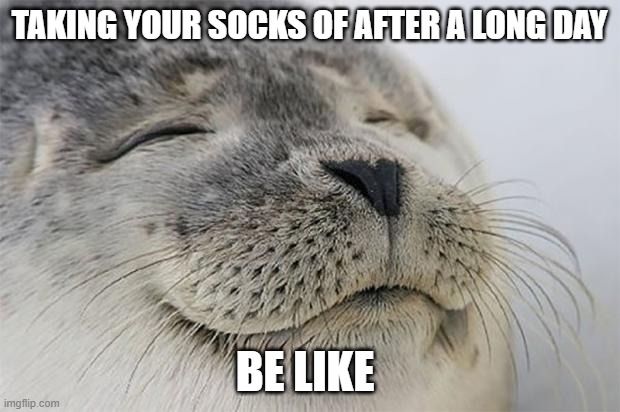 Satisfied Seal | TAKING YOUR SOCKS OF AFTER A LONG DAY; BE LIKE | image tagged in memes,satisfied seal | made w/ Imgflip meme maker