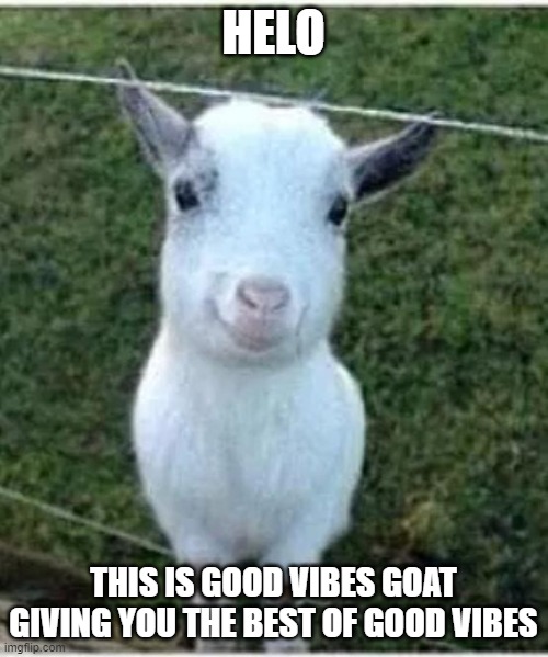 Good vibes goat  | HELO THIS IS GOOD VIBES GOAT GIVING YOU THE BEST OF GOOD VIBES | image tagged in good vibes goat | made w/ Imgflip meme maker
