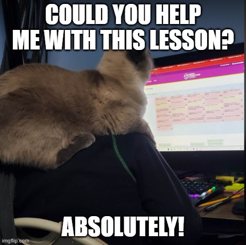 Helpful Cat | COULD YOU HELP ME WITH THIS LESSON? ABSOLUTELY! | image tagged in cat,helpful,school | made w/ Imgflip meme maker