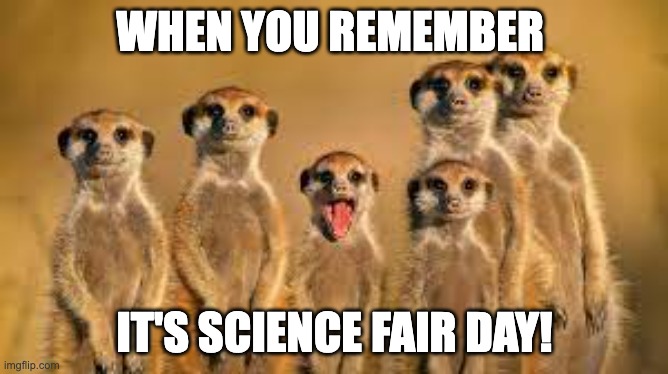 Science Fair | WHEN YOU REMEMBER; IT'S SCIENCE FAIR DAY! | image tagged in meerkats | made w/ Imgflip meme maker