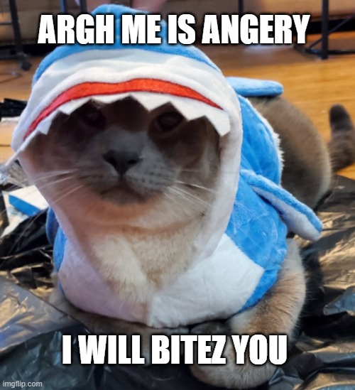 Angery Cat | ARGH ME IS ANGERY; I WILL BITEZ YOU | image tagged in cat,angery cat,angery,shark,shark cat | made w/ Imgflip meme maker