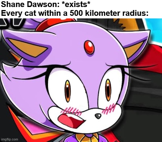 Blaze the cat doesn't like where this is going | Shane Dawson: *exists*
Every cat within a 500 kilometer radius: | image tagged in shane dawson,cats,dark humor,i think we all know where this is going,memes | made w/ Imgflip meme maker