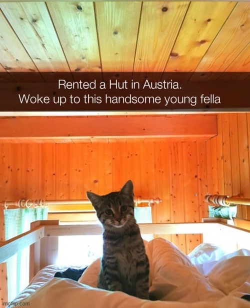 image tagged in cats | made w/ Imgflip meme maker